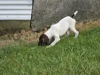 Ida, a female German Shorthaired Pointer for sale in Grey Eagle, MN – 4 of 10