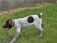Al, a male German Shorthaired Pointer for sale in Grey Eagle, MN – 7 of 10