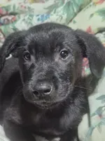Buddy, a male Labrador Retriever for sale in San Diego, CA – 2 of 2