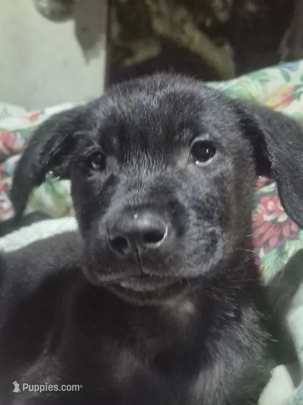 Buddy – Labrador Retriever puppy for sale in San Diego, CA