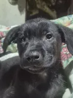 Buddy, a male Labrador Retriever for sale in San Diego, CA – 1 of 2