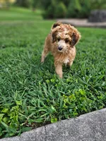 Brownie, a female Miniature Goldendoodle for sale in Buffalo, MO – 2 of 4