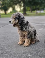 Merle, a male Miniature Goldendoodle for sale in Buffalo, MO – 2 of 6
