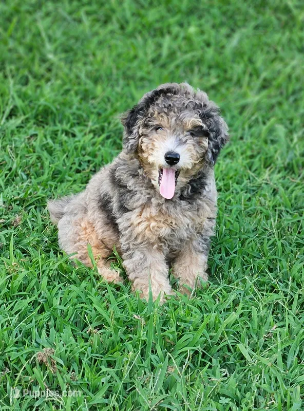 Merle – Miniature Goldendoodle puppy for sale in Buffalo, MO