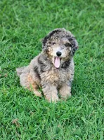Merle, a male Miniature Goldendoodle for sale in Buffalo, MO – 1 of 6
