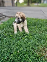 Brindle, a male Miniature Goldendoodle for sale in Buffalo, MO – 4 of 5