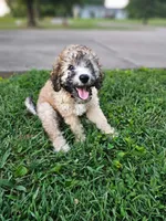 Brindle, a male Miniature Goldendoodle for sale in Buffalo, MO – 2 of 5