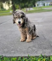 Merle, a male Miniature Goldendoodle for sale in Buffalo, MO – 3 of 6
