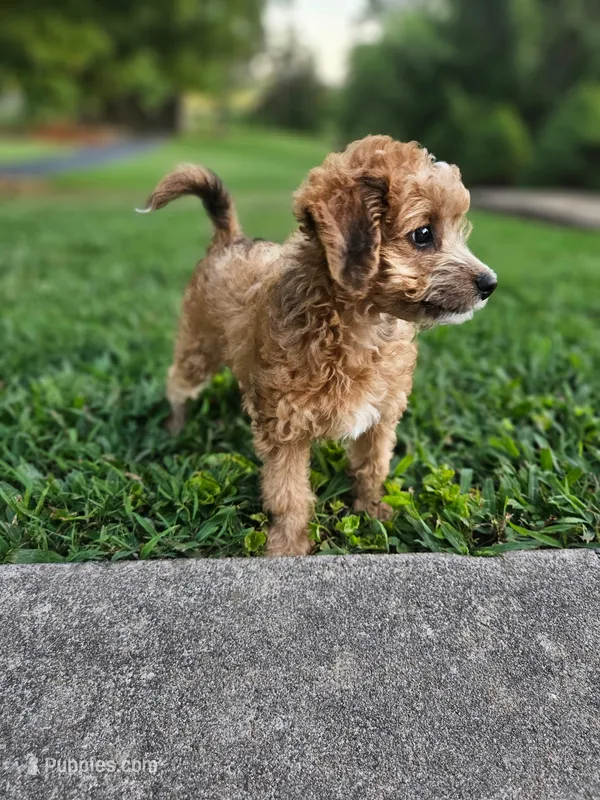 Brownie – Miniature Goldendoodle puppy for sale in Buffalo, MO