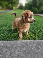 Brownie, a female Miniature Goldendoodle for sale in Buffalo, MO – 1 of 4