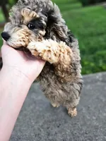 Merle, a male Miniature Goldendoodle for sale in Buffalo, MO – 5 of 6