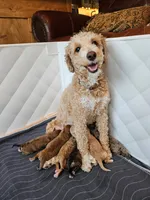 Brownie, a female Miniature Goldendoodle for sale in Buffalo, MO – 4 of 4