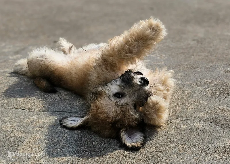 Brindle – Miniature Goldendoodle puppy for sale in Buffalo, MO