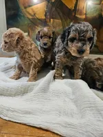 Brindle, a male Miniature Goldendoodle for sale in Buffalo, MO – 3 of 5