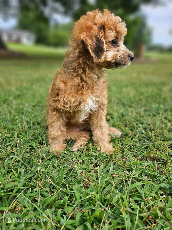 Brownie – Miniature Goldendoodle puppy for sale in Buffalo, MO