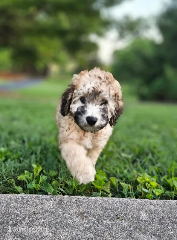 Brindle – Miniature Goldendoodle puppy for sale in Buffalo, MO