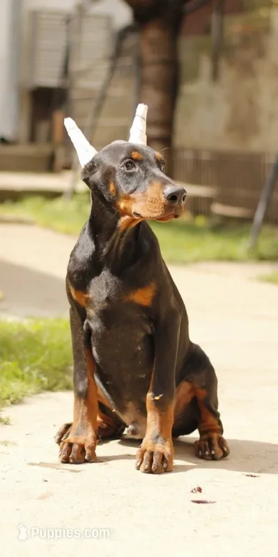 ZUES – Doberman Pinscher puppy for sale in Jacksonville, FL