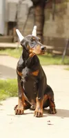 ZUES, a male Doberman Pinscher for sale in Jacksonville, FL – 1 of 1