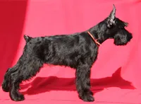 PASY, a female Giant Schnauzer for sale in Jacksonville, FL – 2 of 2