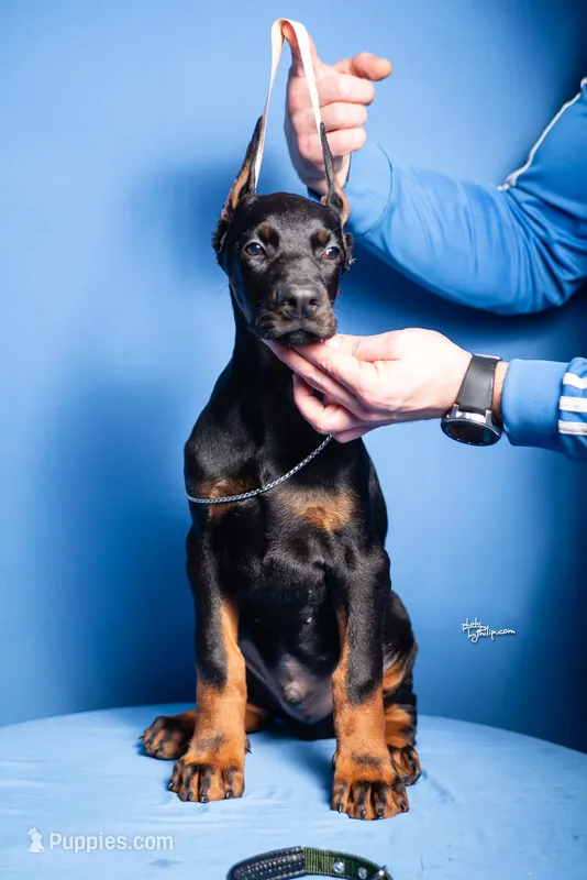 MAX – Doberman Pinscher puppy for sale in Jacksonville, FL