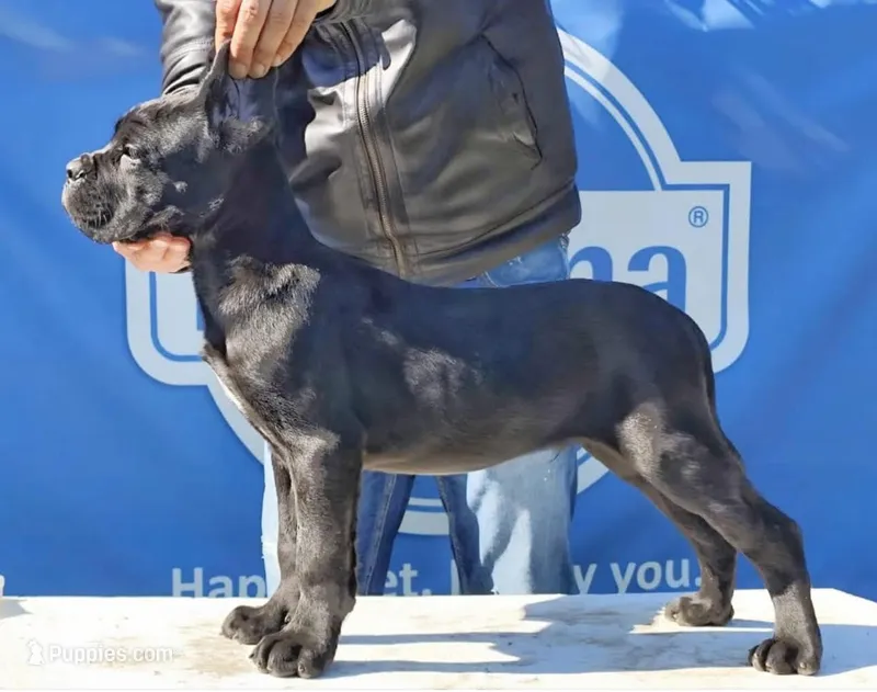 ,MAX – Cane Corso puppy for sale in Jacksonville, FL