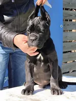 ,MAX, a male Cane Corso for sale in Jacksonville, FL – Photo 2 of 2