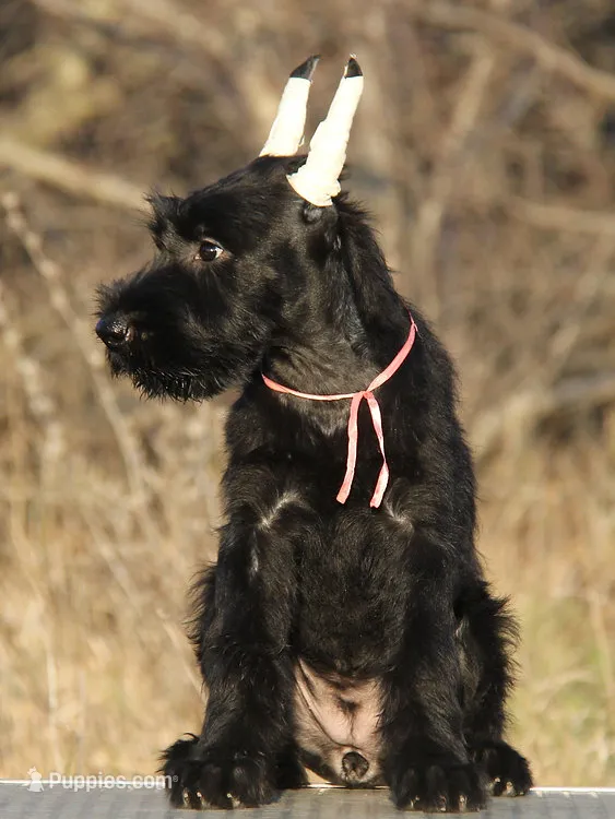 JUMPER – Giant Schnauzer puppy for sale in Jacksonville, FL