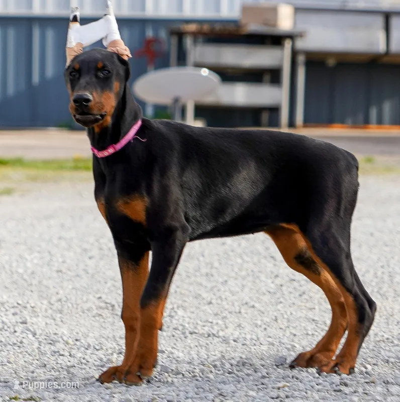 WILLS – Doberman Pinscher puppy for sale in Jacksonville, FL
