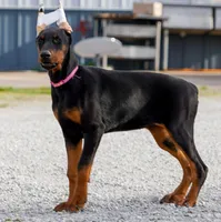WILLS, a male Doberman Pinscher for sale in Jacksonville, FL – 1 of 1