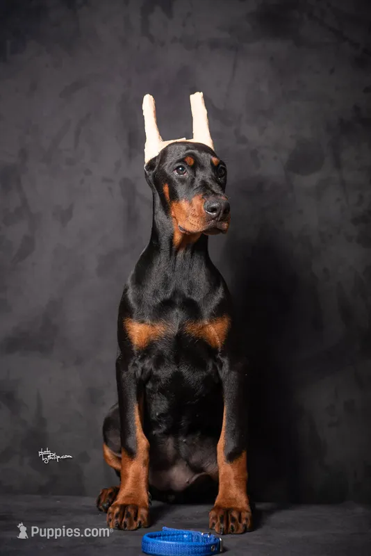 ANN – Doberman Pinscher puppy for sale in Jacksonville, FL