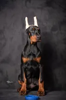 ANN, a female Doberman Pinscher for sale in Jacksonville, FL – 1 of 1