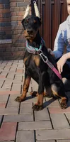 KIKI, a female Doberman Pinscher for sale in Jacksonville, FL – 1 of 2