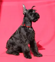 PASY, a female Giant Schnauzer for sale in Jacksonville, FL – 1 of 2