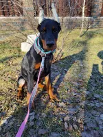 KIKI, a female Doberman Pinscher for sale in Jacksonville, FL – 2 of 2