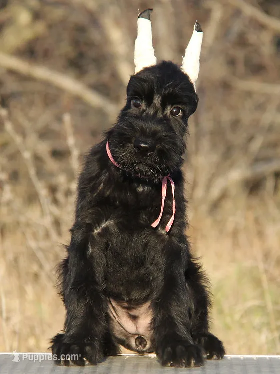 RODY – Giant Schnauzer puppy for sale in Jacksonville, FL