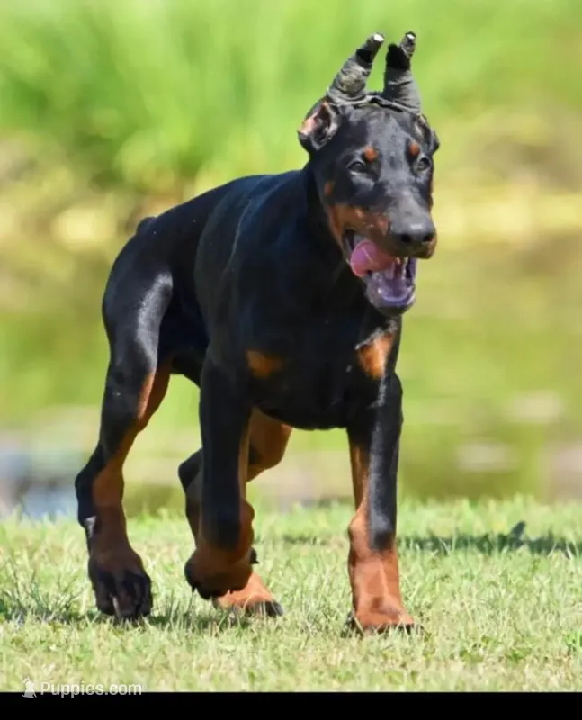 QUEEN – Doberman Pinscher puppy for sale in Jacksonville, FL