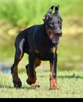 QUEEN, a female Doberman Pinscher for sale in Jacksonville, FL – 1 of 1
