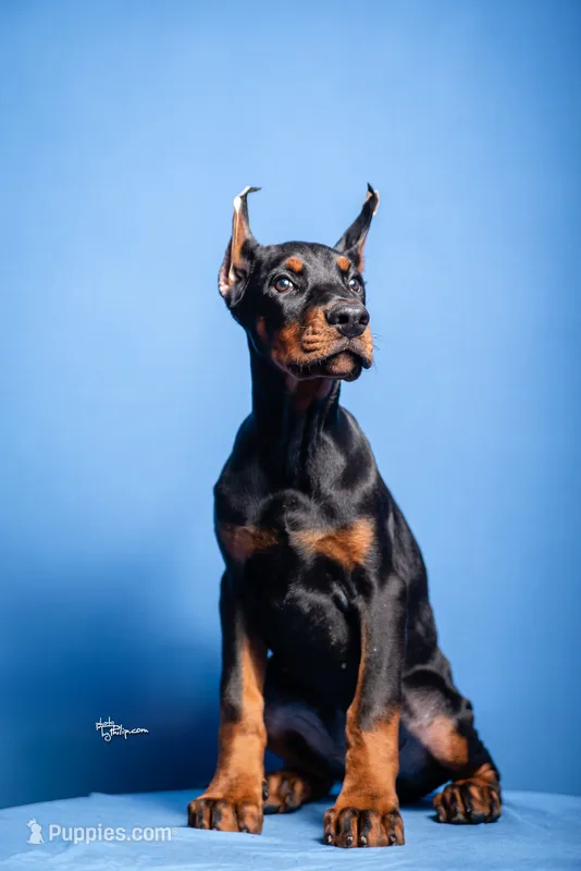 KING – Doberman Pinscher puppy for sale in Jacksonville, FL
