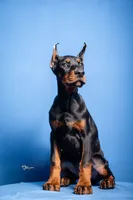 KING, a male Doberman Pinscher for sale in Jacksonville, FL – 1 of 1
