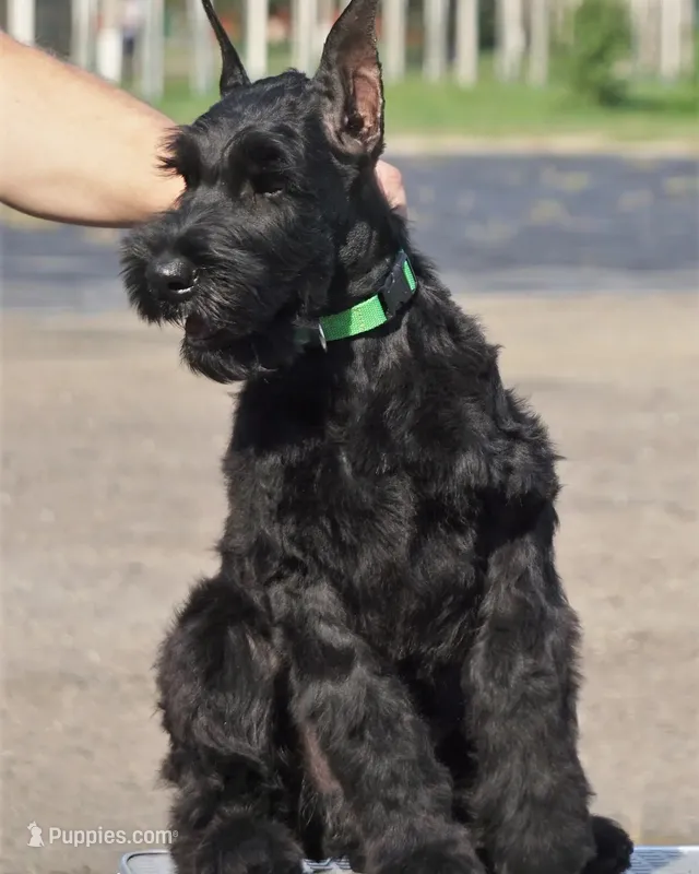 Runner – Giant Schnauzer puppy for sale in Jacksonville, FL