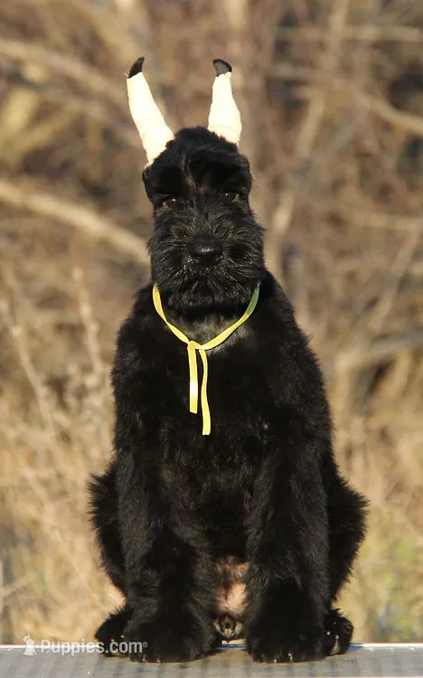 TINA – Giant Schnauzer puppy for sale in Jacksonville, FL