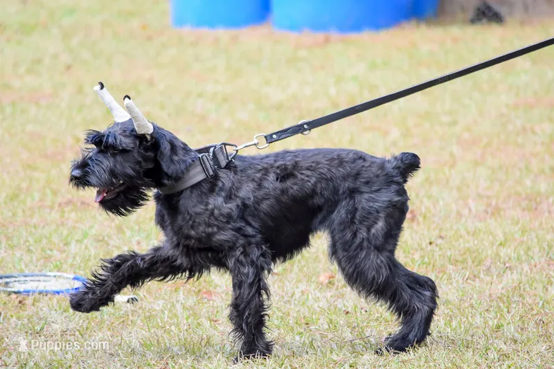 VILLA – Giant Schnauzer puppy for sale in Jacksonville, FL