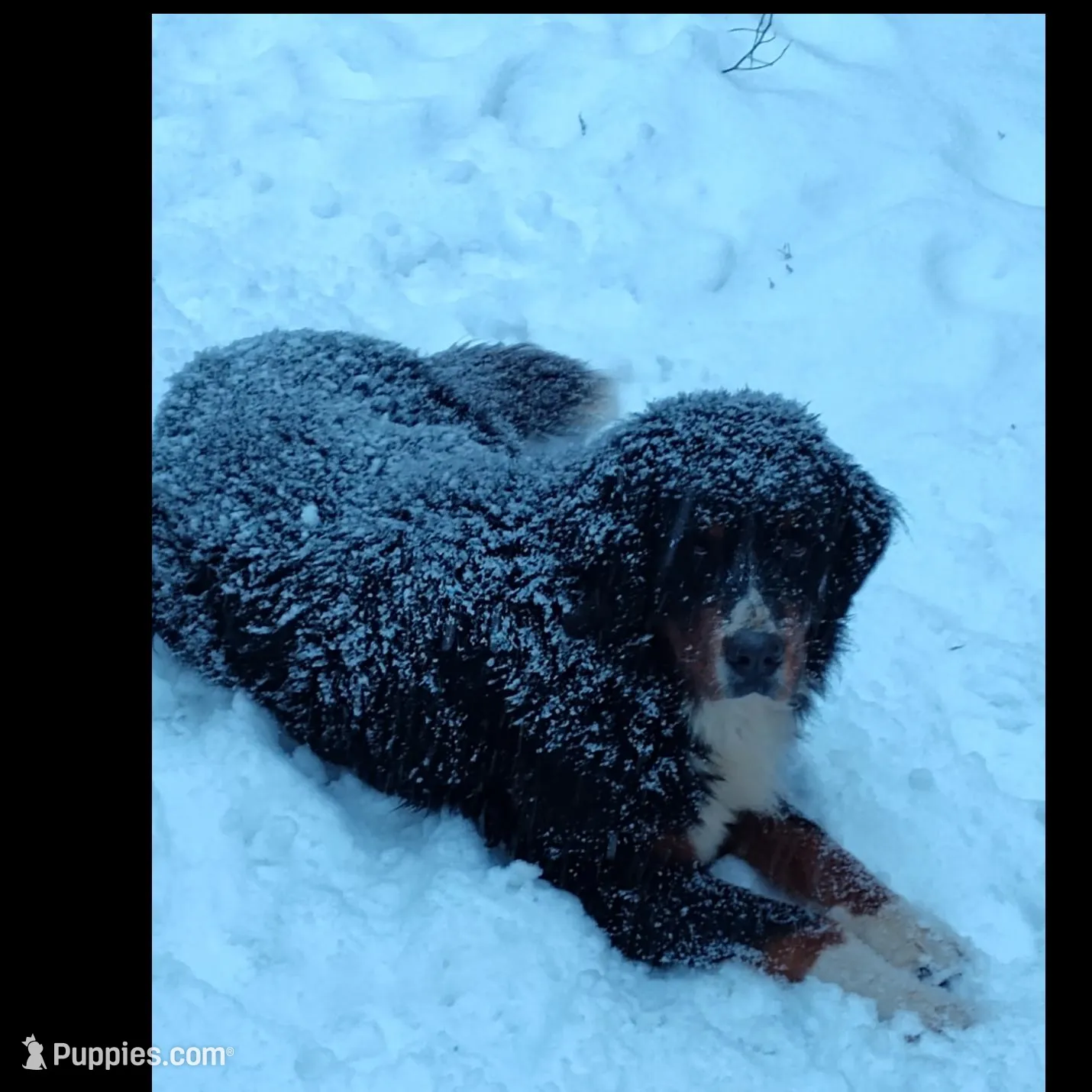 AKC Lainey -Import Bloodlines, a female Bernese Mountain Dog for sale in Hendersonville, TN – Photo 9 of 10