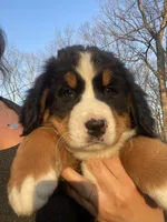 AKC Lainey -Import Bloodlines, a female Bernese Mountain Dog for sale in Hendersonville, TN – Photo 8 of 10