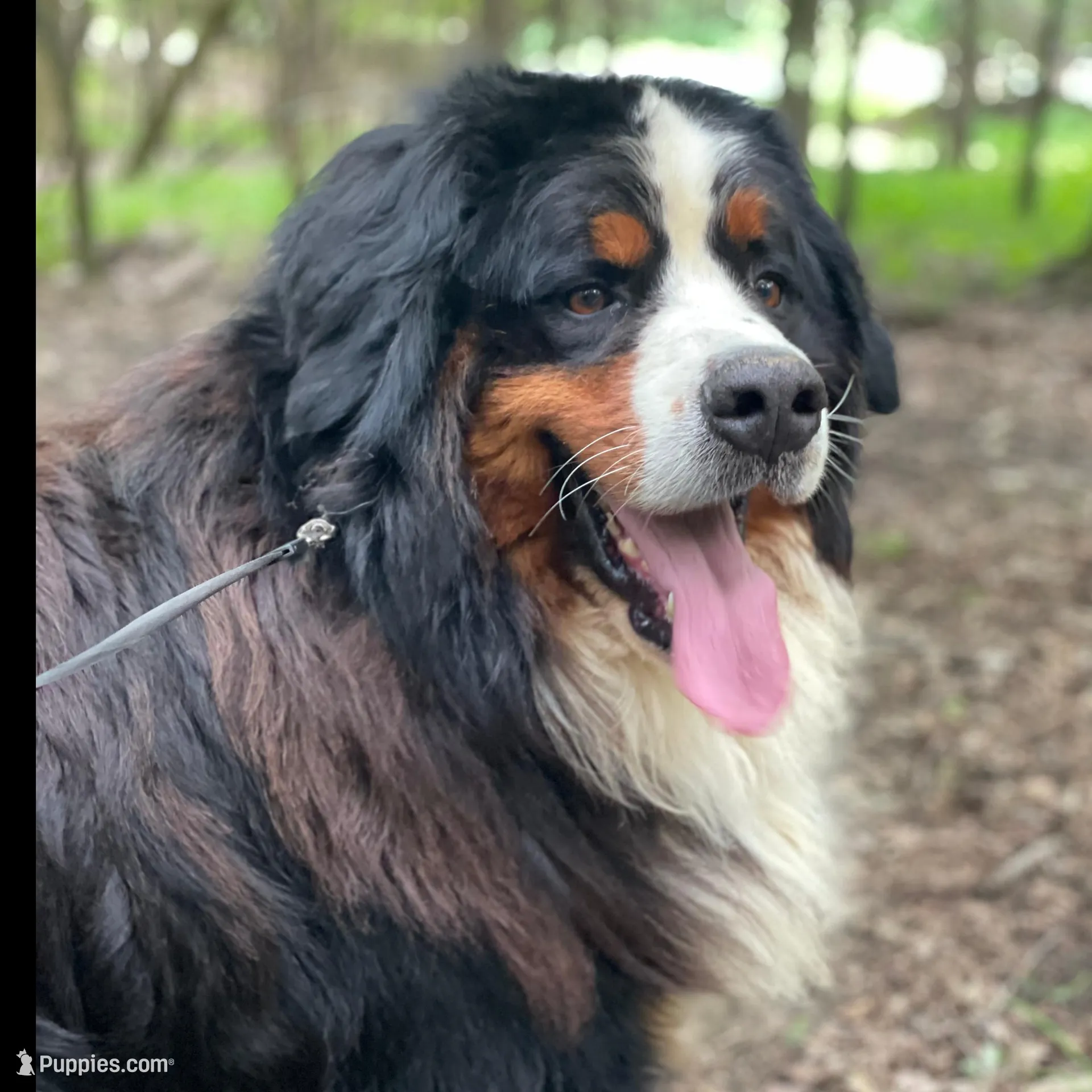 AKC Lainey -Import Bloodlines, a female Bernese Mountain Dog for sale in Hendersonville, TN – Photo 7 of 10