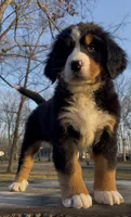 AKC Lainey -Import Bloodlines, a female Bernese Mountain Dog for sale in Hendersonville, TN – Photo 6 of 10