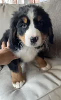 AKC Lainey -Import Bloodlines, a female Bernese Mountain Dog for sale in Hendersonville, TN – Photo 1 of 10