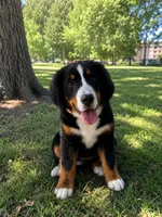 Full AKC Girl, a female Bernese Mountain Dog for sale in Hendersonville, TN – 1 of 1
