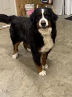 Bella , a female Bernese Mountain Dog for sale in Hendersonville, TN – 2 of 2