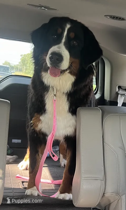 Bella  – Bernese Mountain Dog puppy for sale in Hendersonville, TN